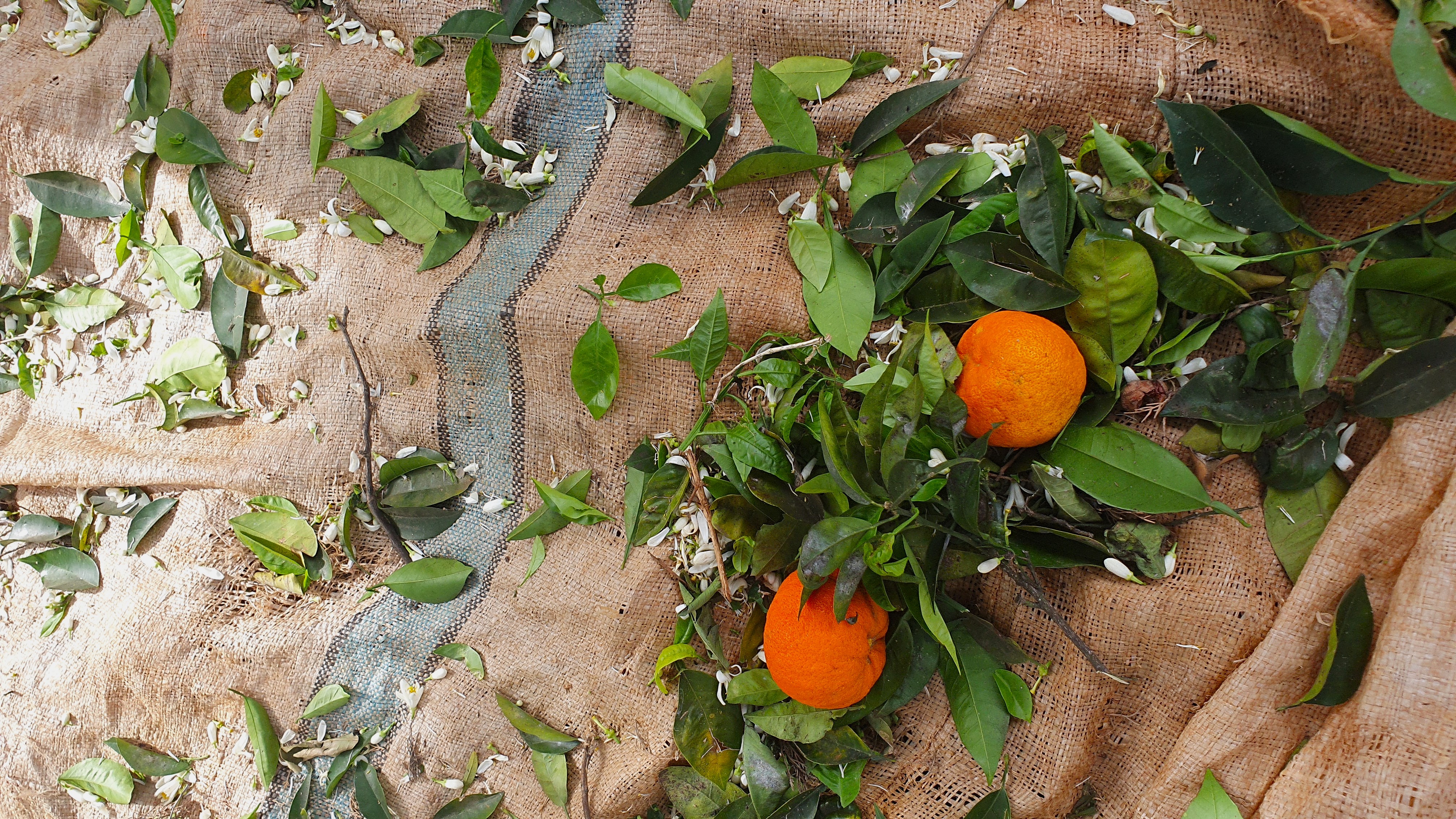  Orange Blossom Water